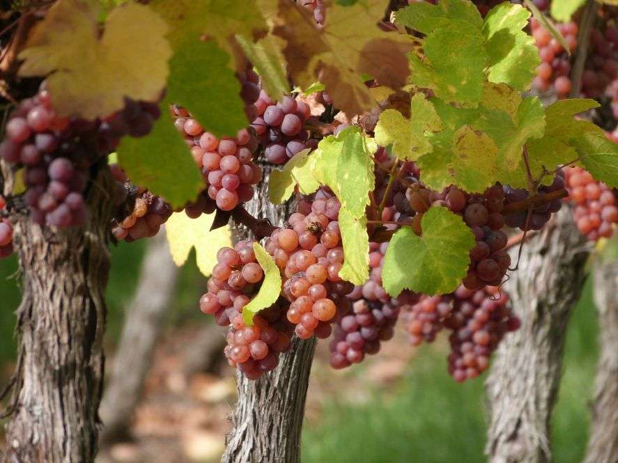 photo<br />
<b>Notice</b>:  Undefined property: hook::$name in <b>/application/specific/blocks/presentationHomeBlock.php</b> on line <b>48</b><br />
